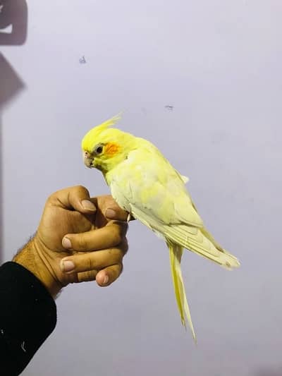 Hand tame Cockateil Cocktail A++ quality Red eyes