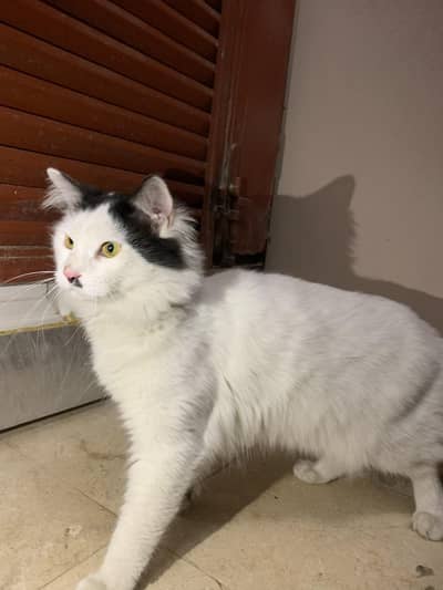 domestic long hair cat hai active hai black and white color