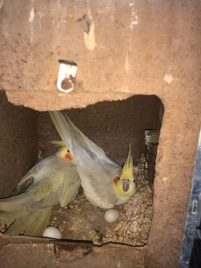 cockatiel brownz fellow pair/one Eno extra male(read description plzz)