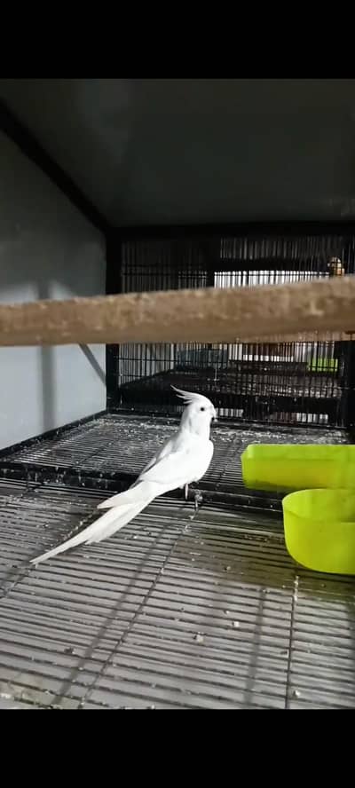 one Eno male 100% breeder (read description plzz)