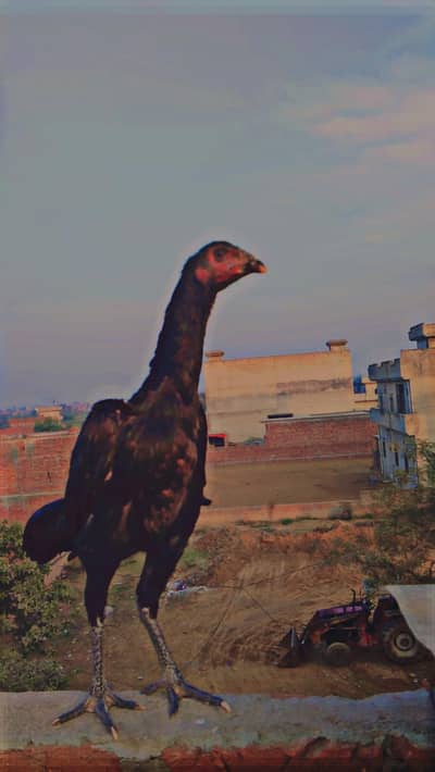 assel murgi sale karni hai