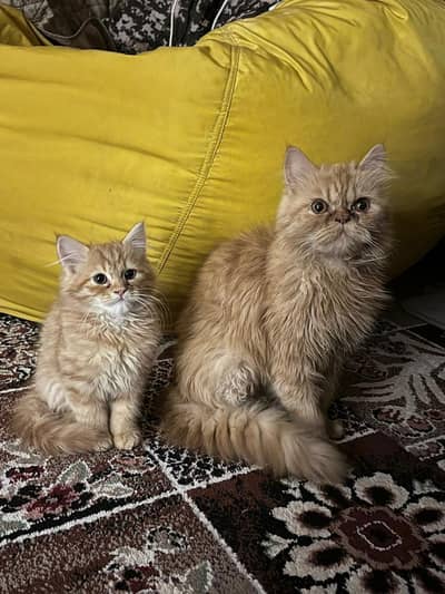 ginger male cat for sale each for 14 thousand