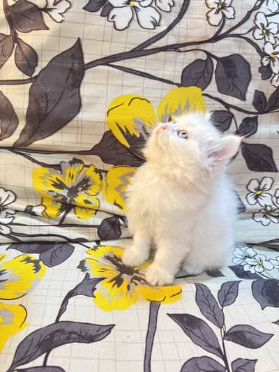 Persian Kittens Blue Eyes