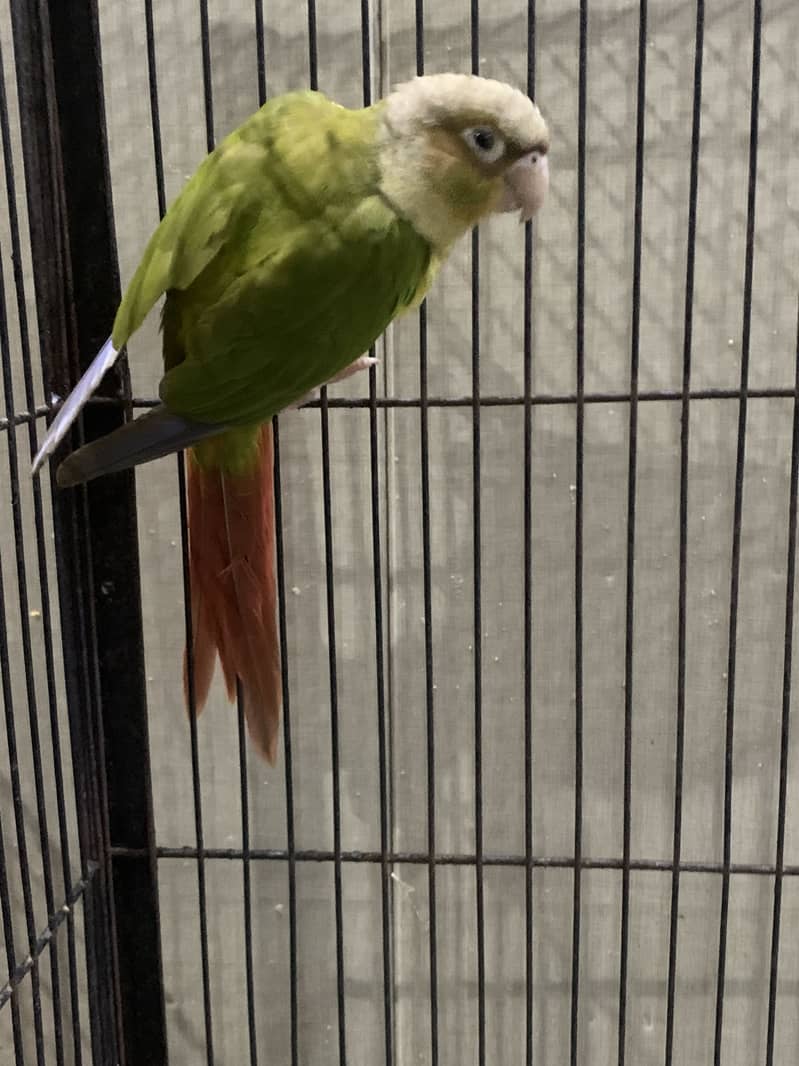 Pineapple conure 6