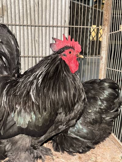 Fancy black buff bantam perfect pair