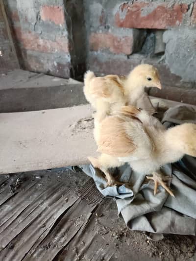 Aseel & Golden Buff Chicks