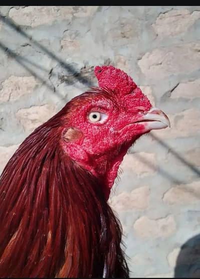 امروہا کراس میانوالی بریڈ