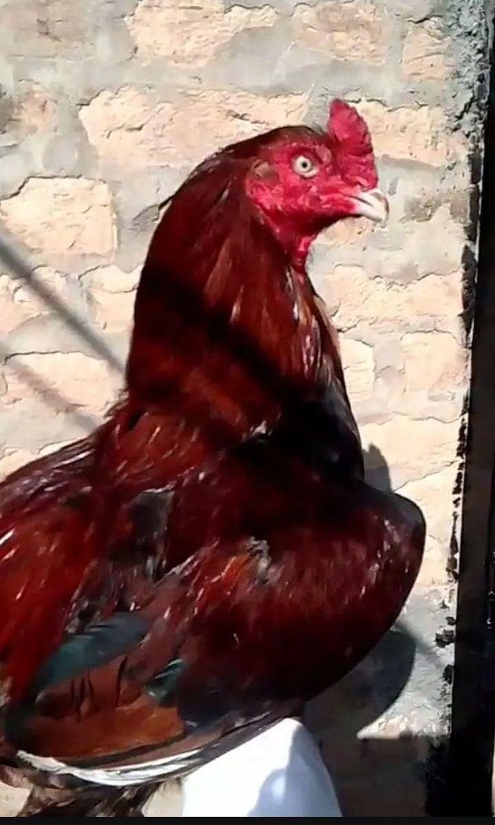 امروہا کراس میانوالی بریڈ 1