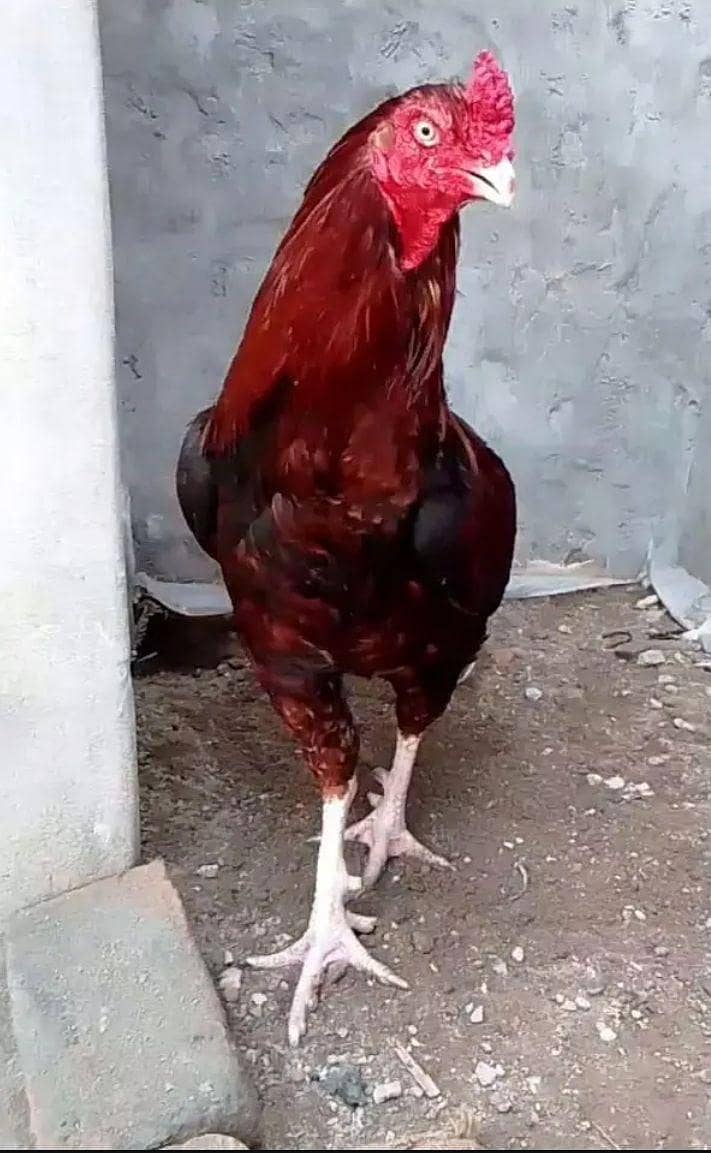 امروہا کراس میانوالی بریڈ 2