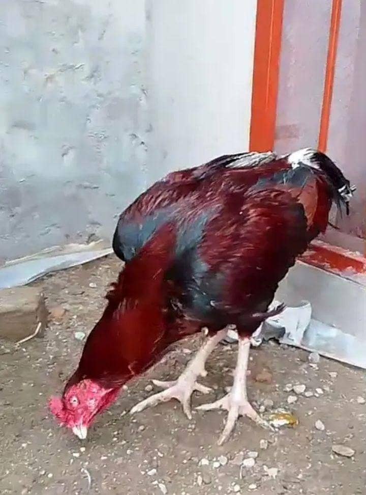 امروہا کراس میانوالی بریڈ 3