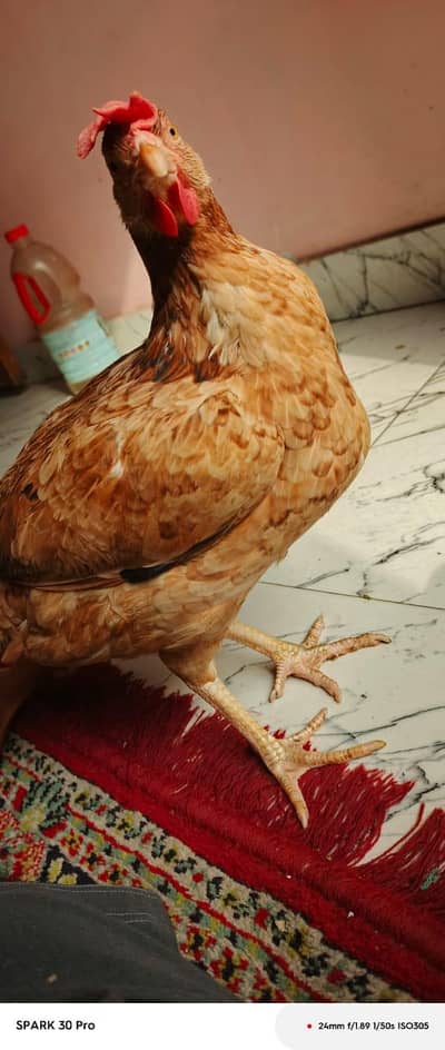 Desi Murghi Egg laying
