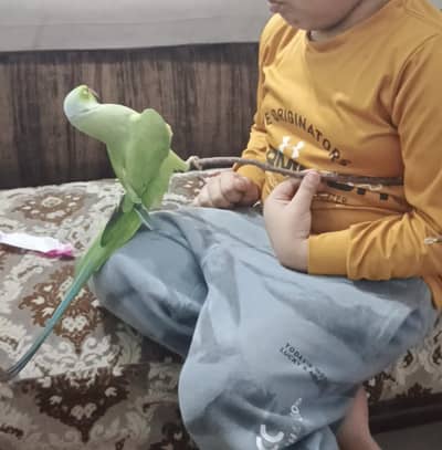 male face to face talking parrot