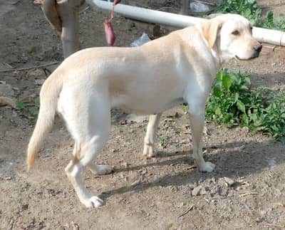 labradorite femail dog for sale near me dog for sale