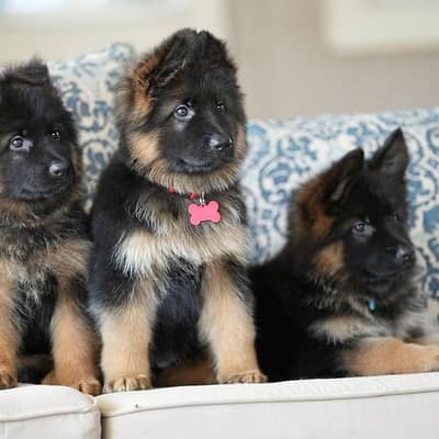German Shepherd puppies 03425137217