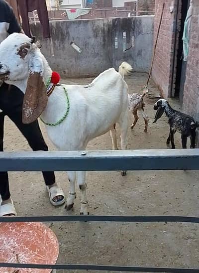 Desi gaban bakri for sale