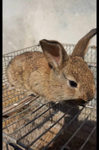 Flemish Cross Breed Rabbit