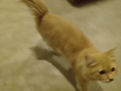 triple coated persion cat for sale