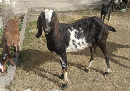 GOAT FOR SALE