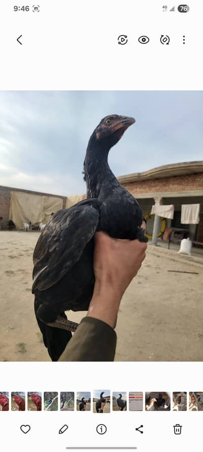 Sindhi aseel cross thai