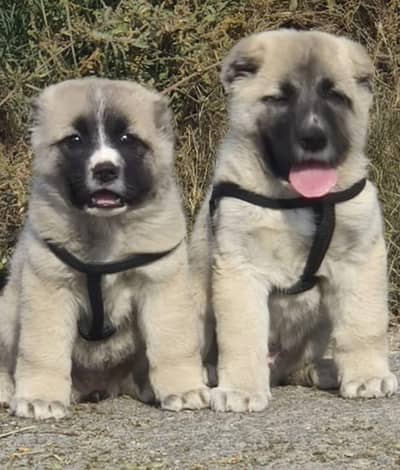 King Kurdish kangal dog 2 month f9or sale