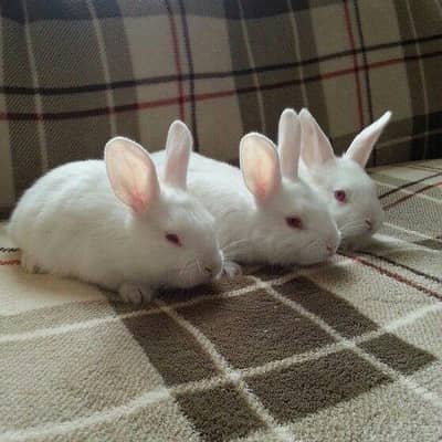New Zealand White Rabbit Pure Breed