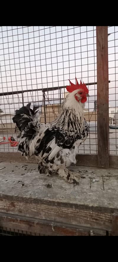 bantam male 2misri females