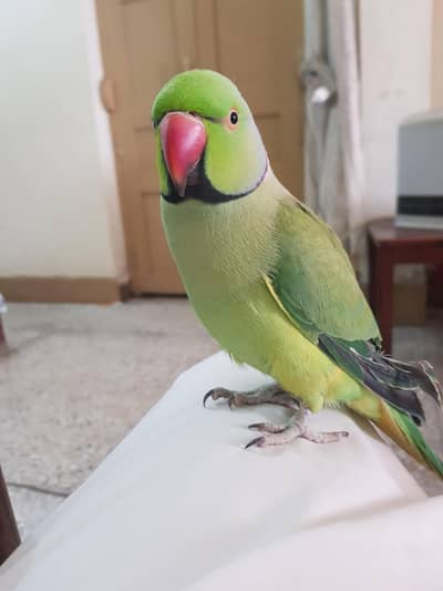 hand tame parrot for sale
