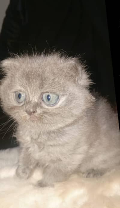 Persian cat for Sale