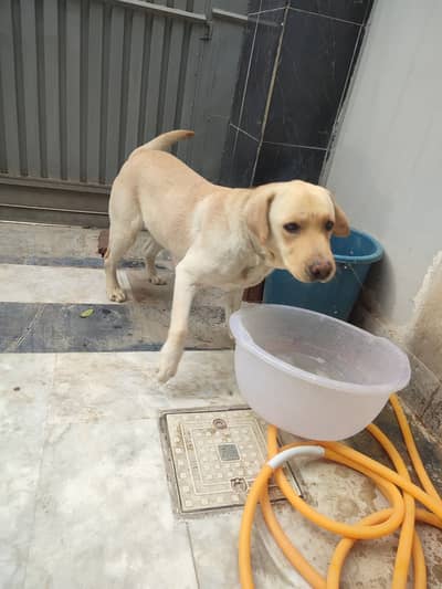 Labrador retriever pedigree