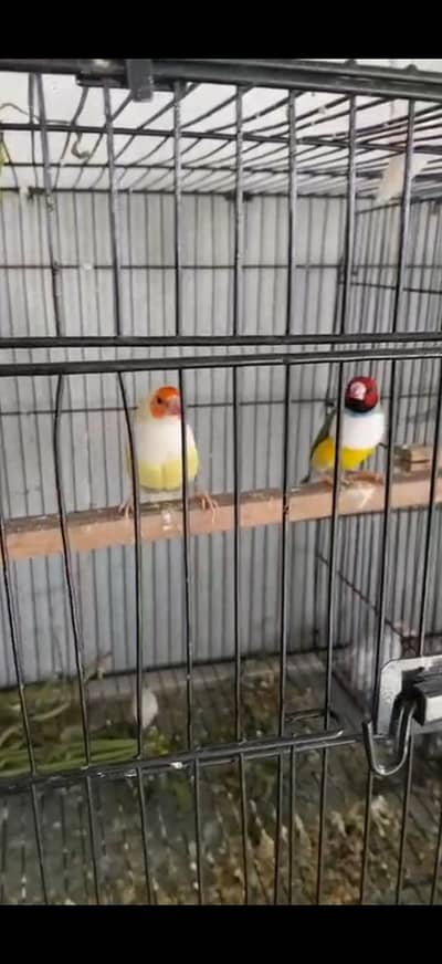 Gouldian Finch Pair