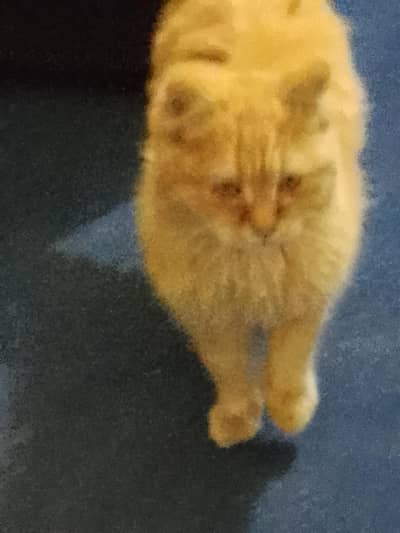 Persian cat double coated