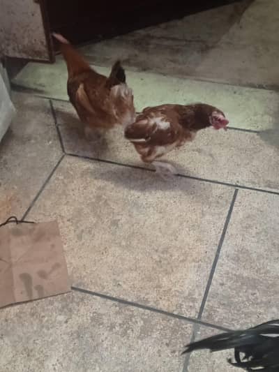 Sale Egg Laying  3800