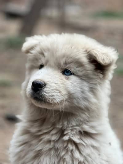 Siberian husky odd eyes pure white