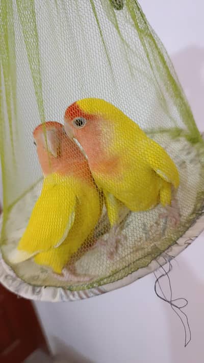 Lotino lovebirds