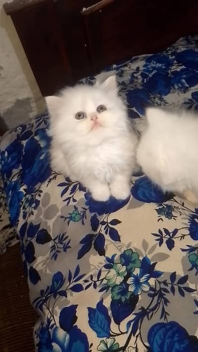 Rozii kittnes available tripl coat hair contact on watsap 03039603065