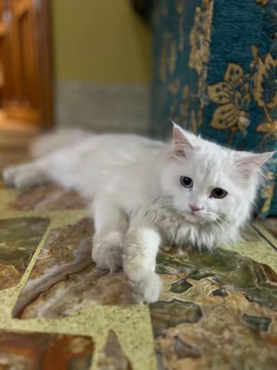 Persian Cutie Cat (Double Shaded Eyes )
