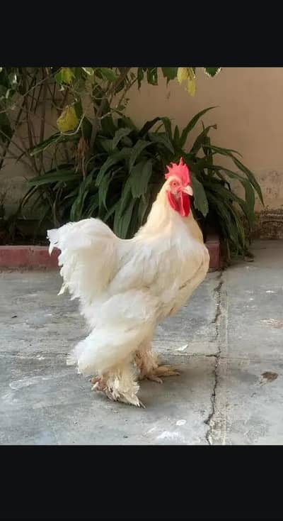 Heavy Buff Cochine Silkee Polish Brahma Yokohama Bantum Onagadori