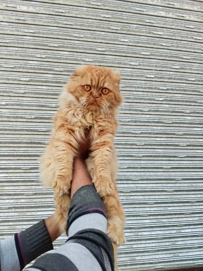 Scottish Fold Long Hair Persian Male For Meting