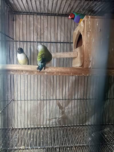 gouldian finch brids