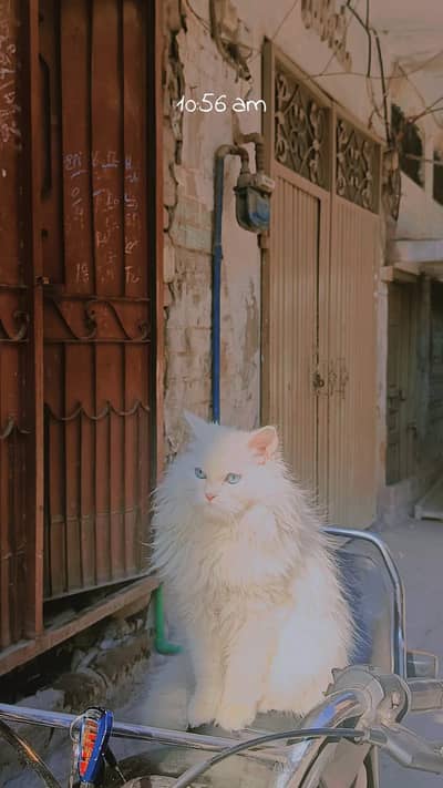 Persian Male