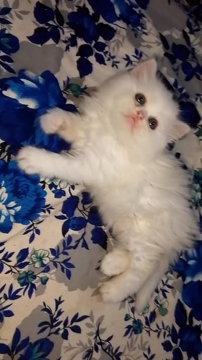 white Persian kitten|Triple long coated|punch Face|Blue Eyes kittens