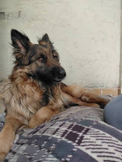 German Shepherd Triple Coat