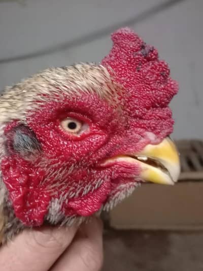 hight quality aseel pair