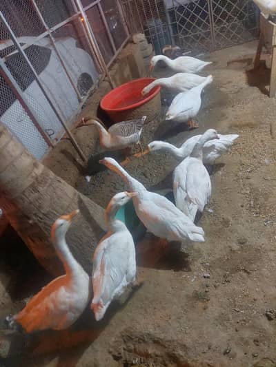 total 10 hain 3 Male 7 female