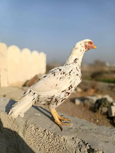 white with black spots