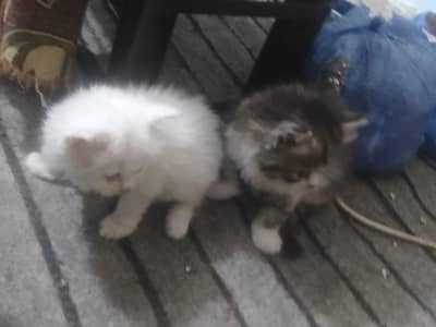 Persian breed hy 4 kitten sale karny hn