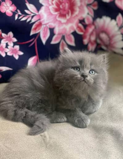 kitten cat  for sale