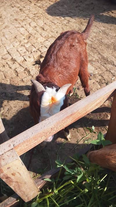 11month/khasi/qurbani k janwar