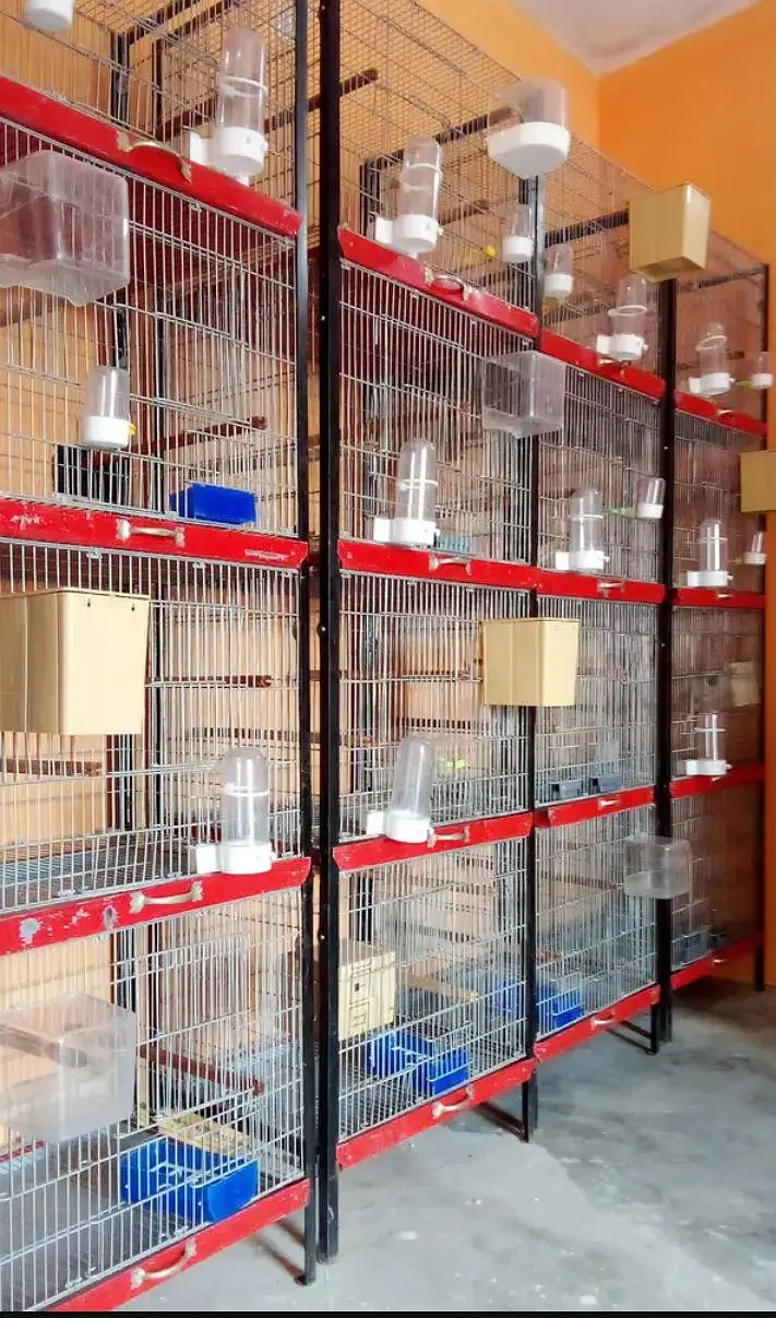 Beautiful professional cages for sale