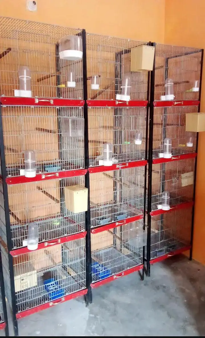 Beautiful professional cages for sale — photo 2